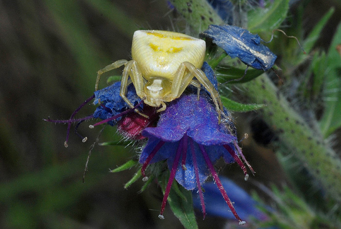 Thomisus onustus; Pisaura sp.
